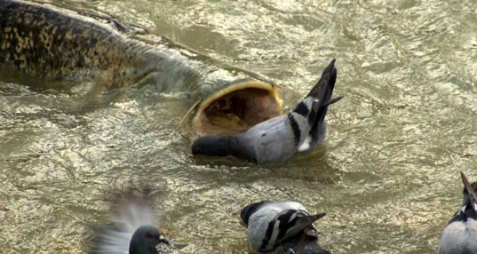 ナマズが鳩を狩る 日本鳩対策センター