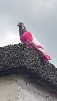 ピンクの鳩
