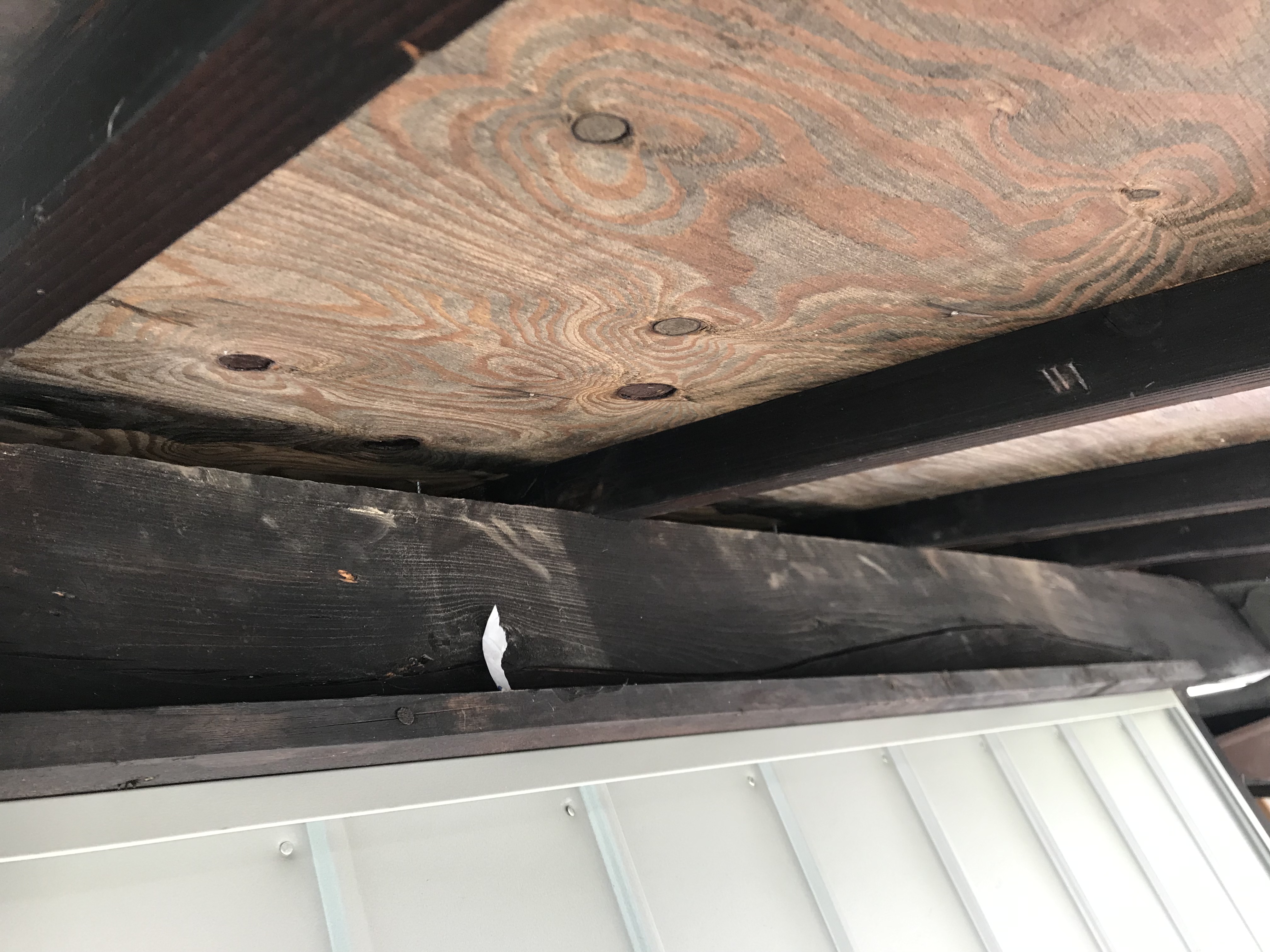 京都市左京区 戸建住宅の壁の隙間から屋根裏にムクドリが侵入して巣作りしていました 日本鳩対策センター
