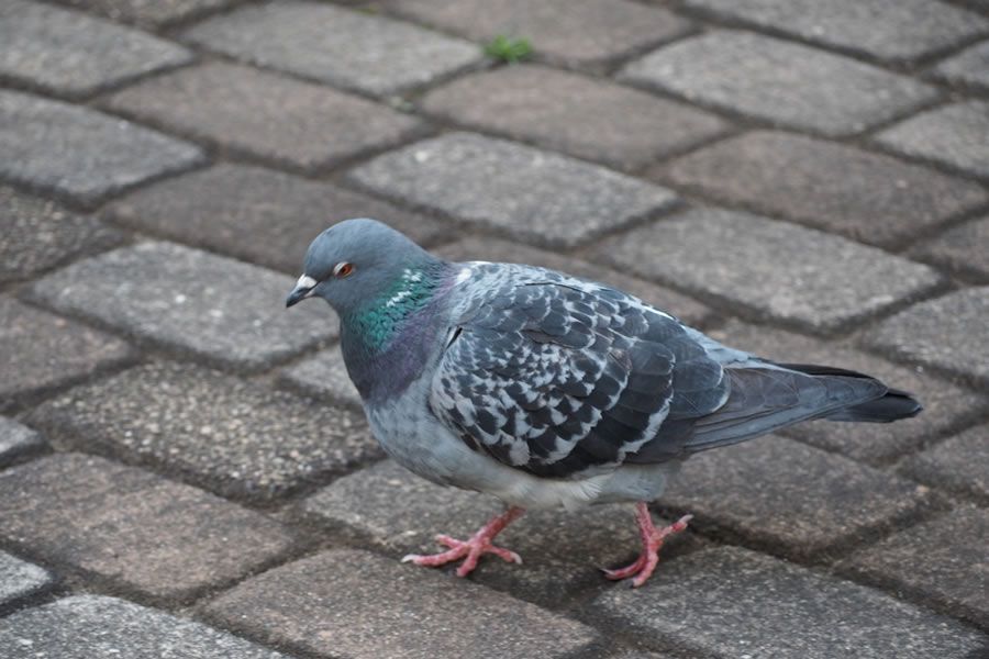 鳩 オファー よ け グッズ ホームセンター