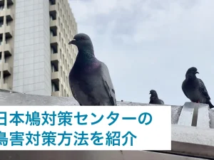 日本鳩対策センターの鳥害対策方法をご紹介