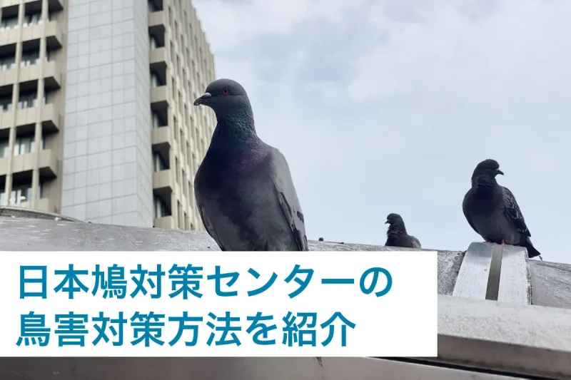 日本鳩対策センターの鳥害対策方法をご紹介